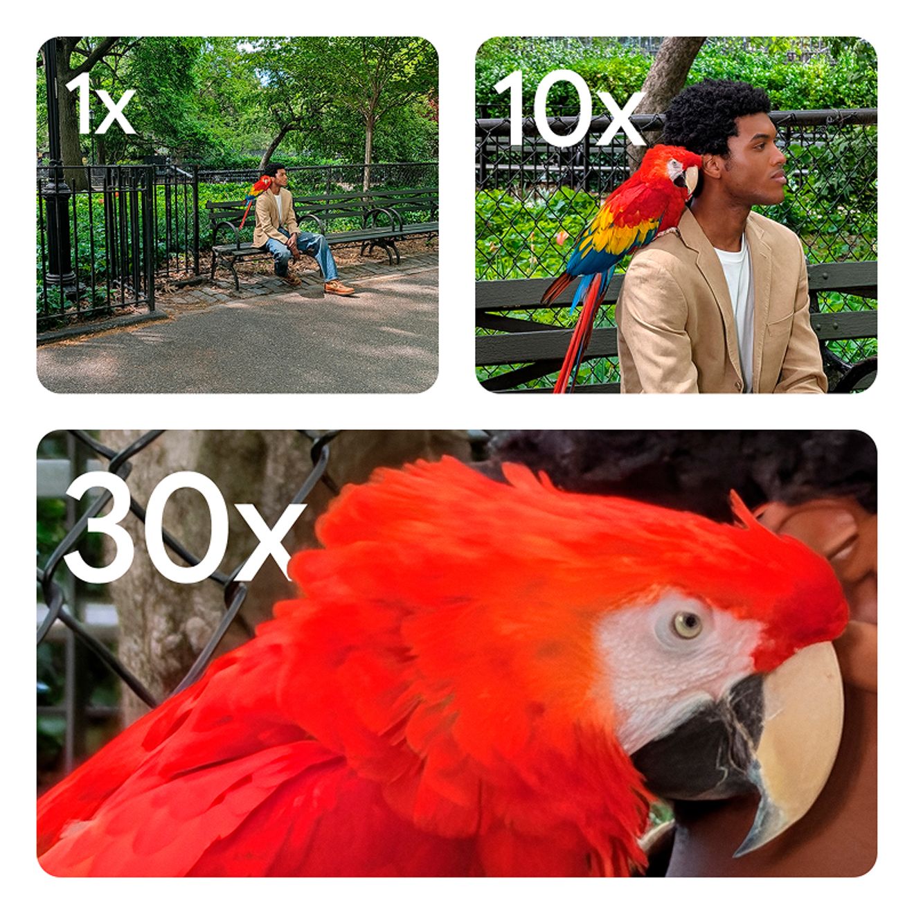 Tres imágenes de una persona posando en un banco de un parque con un loro posado en su hombro. La primera imagen es un zoom 1X que muestra a la persona y al loro en un banco rodeado de follaje. La segunda imagen tiene un zoom 10X que muestra solo a la persona y al loro. La tercera imagen es de 30X y muestra solo un primer plano del loro.
