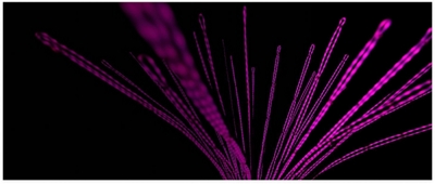 TFiber Lights Background