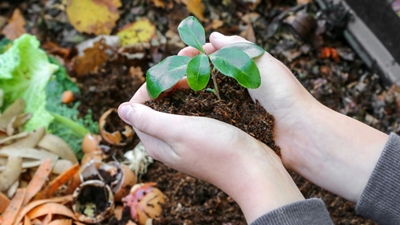 Manos sosteniendo una plántula sobre la tierra con una pila de compost en el fondo